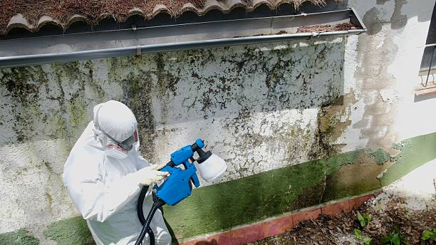 Top rated local Mold Inspection And Testing specialists in Bainbridge, GA